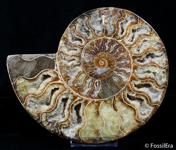 Large Inch Polished Ammonite Half #2829